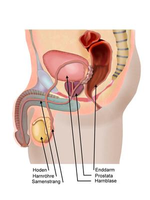 prostata anatomie mrt éjszakai pisilés